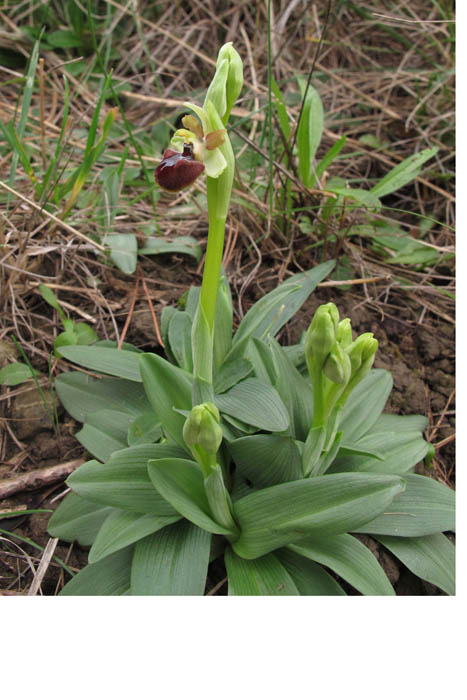 Ophrys sphegodes massiliensis.jpg