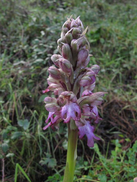 Himantoglossum robertianum 1.jpg