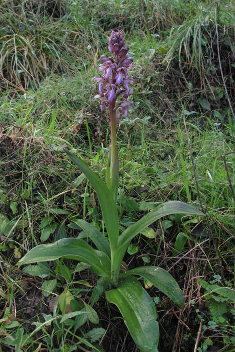 Himantoglossum robertianum 2.jpg