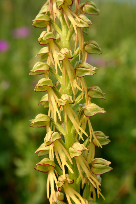 Orchis-anthropophora-(4).jpg
