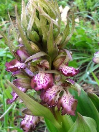 barlia robertiana due labelli  montagna della ganzaria 1.jpg