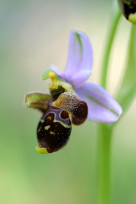Ophrys-scolopax-ssp.jpg