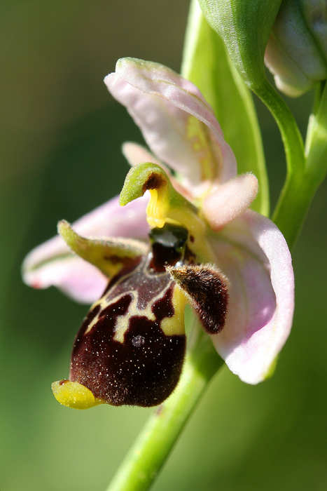 Ophrys-scolopax-ssp2.jpg