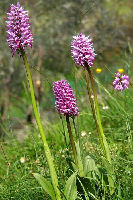 Orchis-simia-(7).jpg
