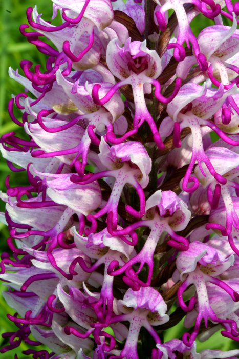 Orchis-simia-(21).jpg