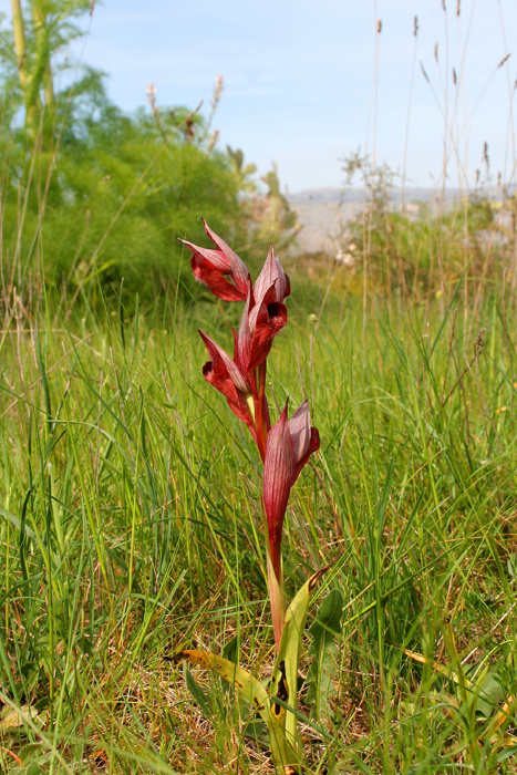 Serapias-orientalis-ssp.jpg