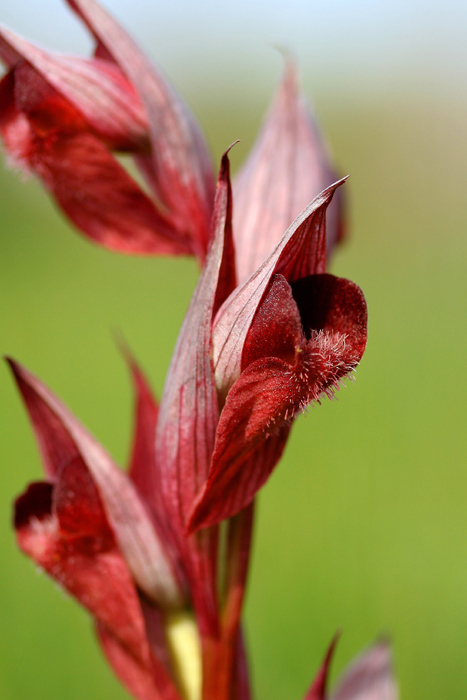 Serapias-orientalis-ssp1.jpg