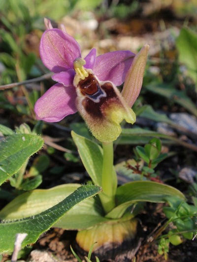 Sicilia grandiflora corti.JPG