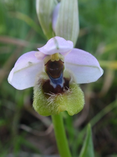 Sicilia grandiflora lunghi.JPG