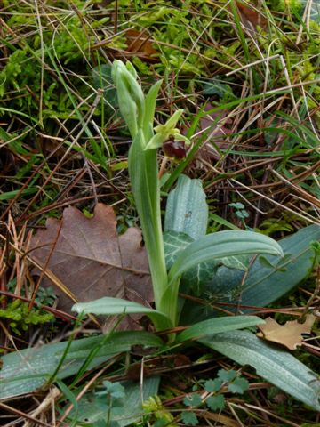 Oph. aranifera s.l. Bivigliano Fi .JPG