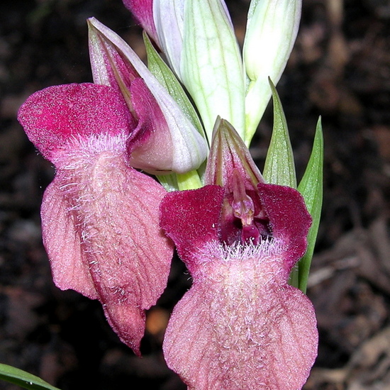 fecondata (2).jpg