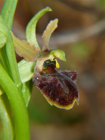 Oph. aranifera Fiesole Fi .JPG