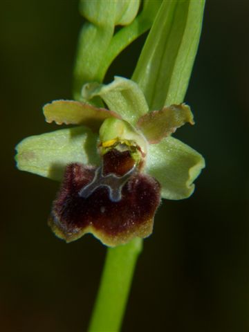 Oph. aranifera Fiesole Fi.JPG