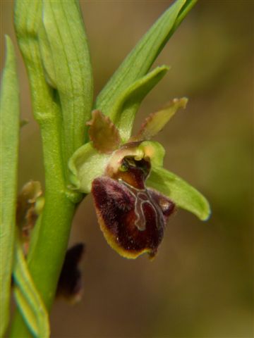 Oph. aranifera Fiesole Fi..JPG