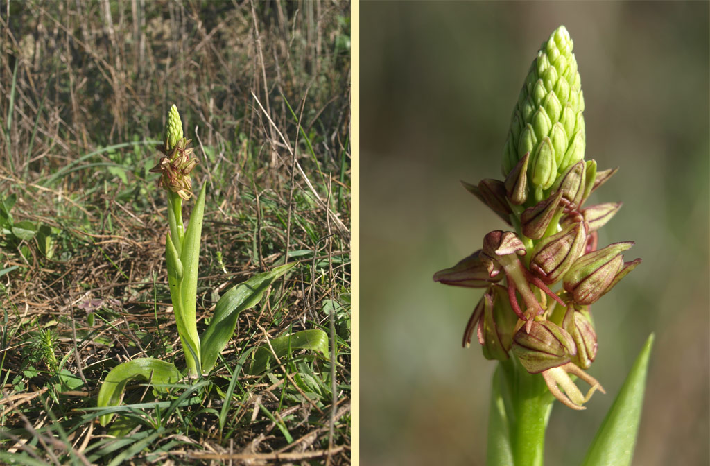 Orchis anthropophora - 1.jpg