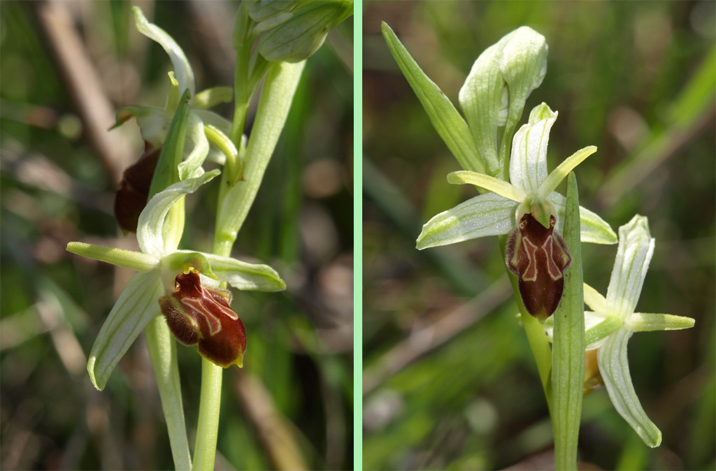 Ophrys exaltata - 1.jpg
