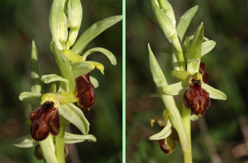 Ophrys exaltata - 2.jpg