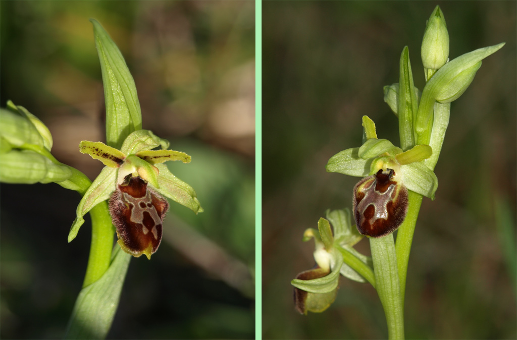 Ophrys exaltata - 3.jpg