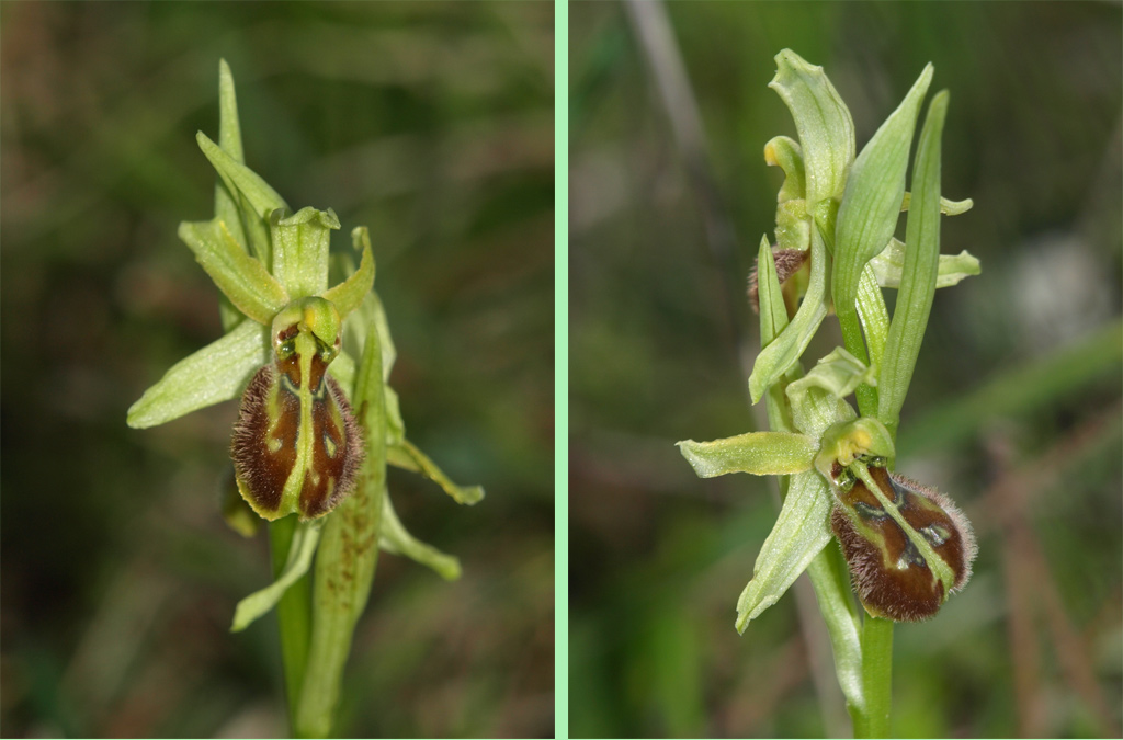 Ophrys exaltata_1.jpg