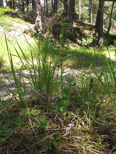 4 Mendatica 08082011.jpg