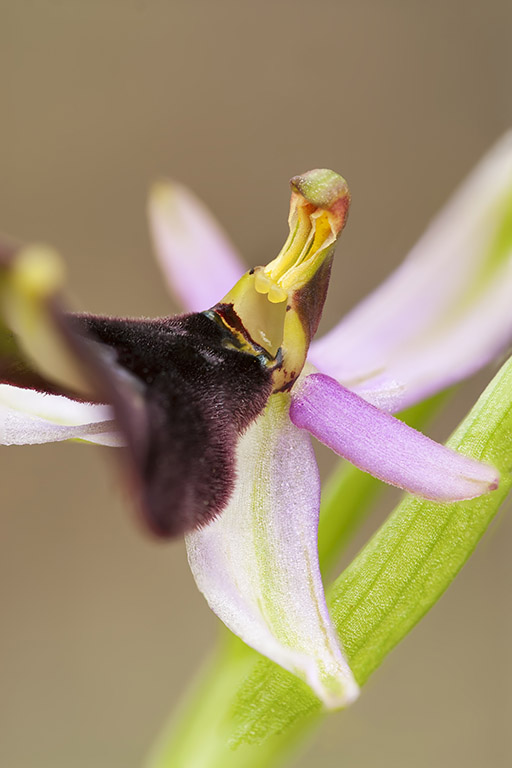 bertolonii (4).jpg