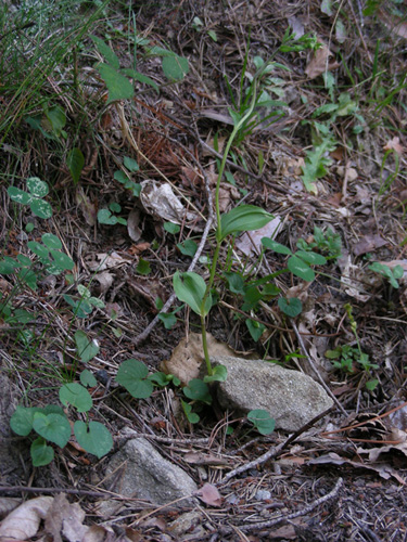 6 Ceriana 27072009.jpg