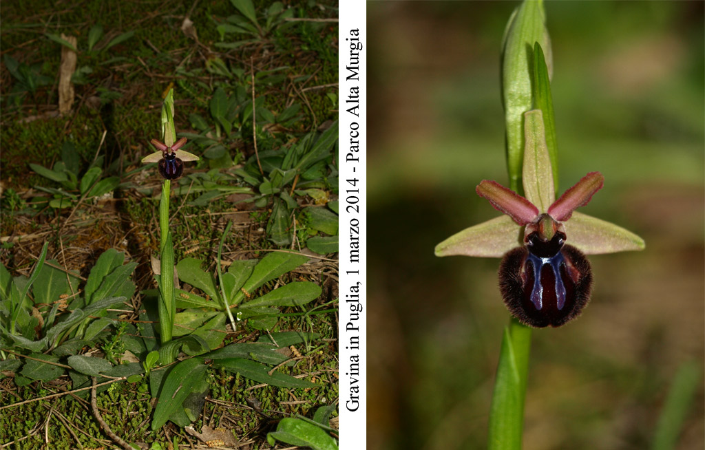 Ophrys sipontensis - 1.jpg