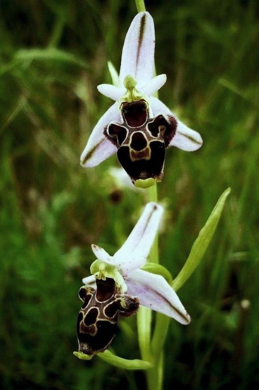 Ophrys gr, scolopax  366.JPG