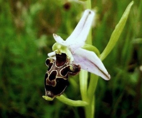 Ophrys gr, scolopax  -ibrido....366 - Copia.JPG