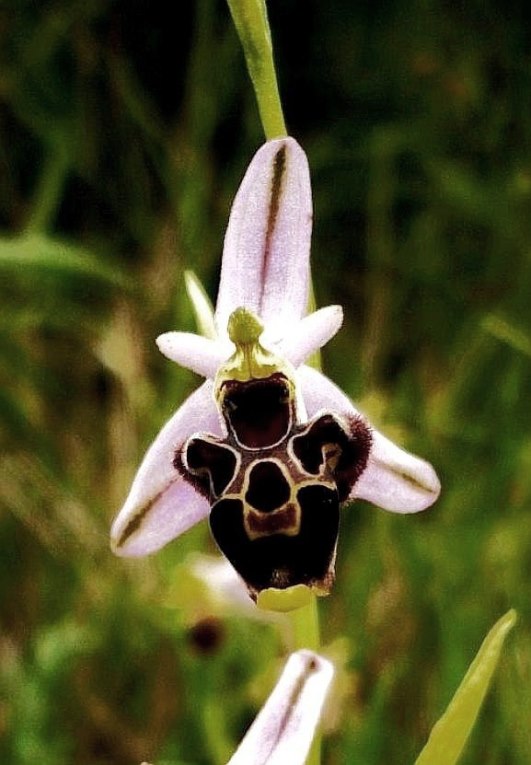 Ophrys gr. scolopax   366 c.JPG