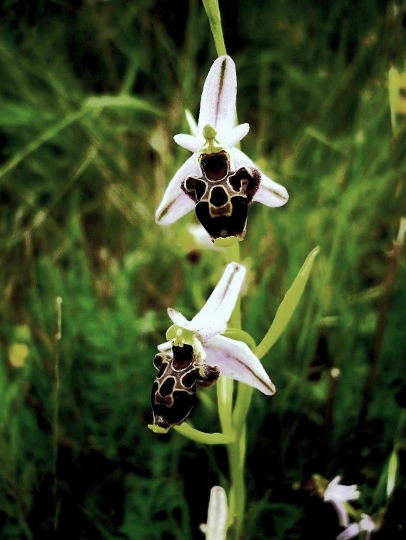 Ophrys gr. scolopax  366 - Copia.JPG