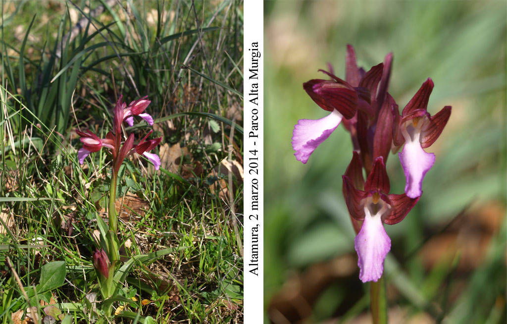 Anacamptis papilionacea - 1.jpg