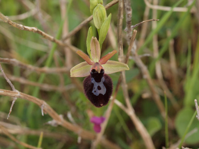 ibrido bertolonii x incubacea3.jpg