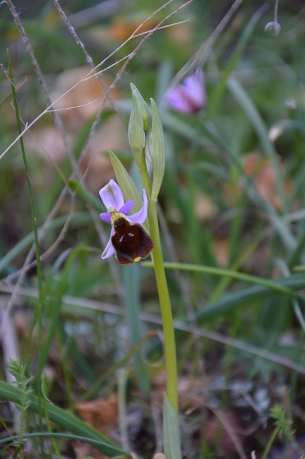 o.argolica1.jpg