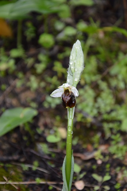 o. argolica 2.jpg