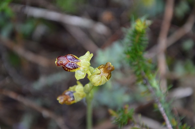 ophrys fusca.jpg