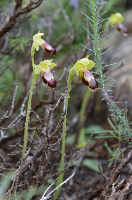 ophrys fusca 3.jpg
