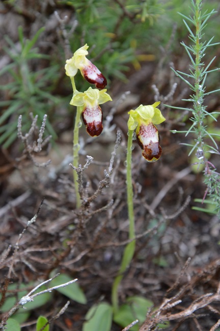 ophrys fusca 4.jpg