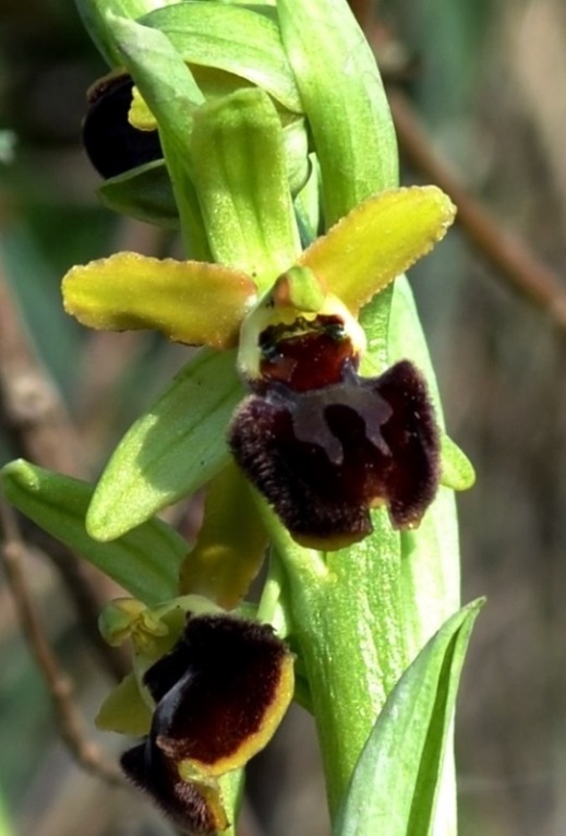 Ophrys sphegodes 0008 - Copia.JPG