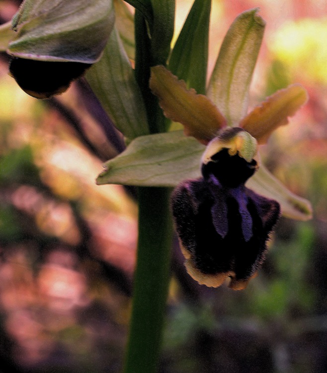 Ophrys sphegodes 0013 - Copia.JPG