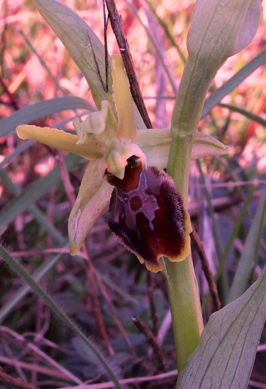 Ophrys sphegodes 954 - Copia.JPG
