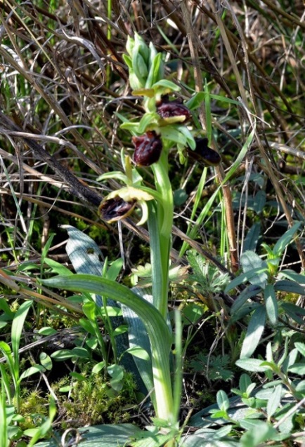 Ophrys sphegodes 0010 - Copia.JPG
