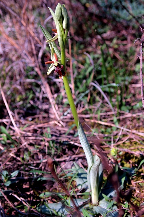 Ophrys sphegodes 956 - Copia (3).JPG
