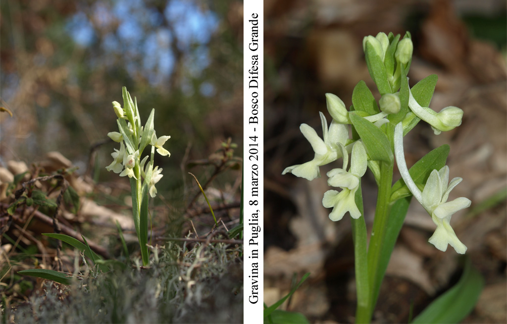 Dactylorhiza-romana-1.jpg