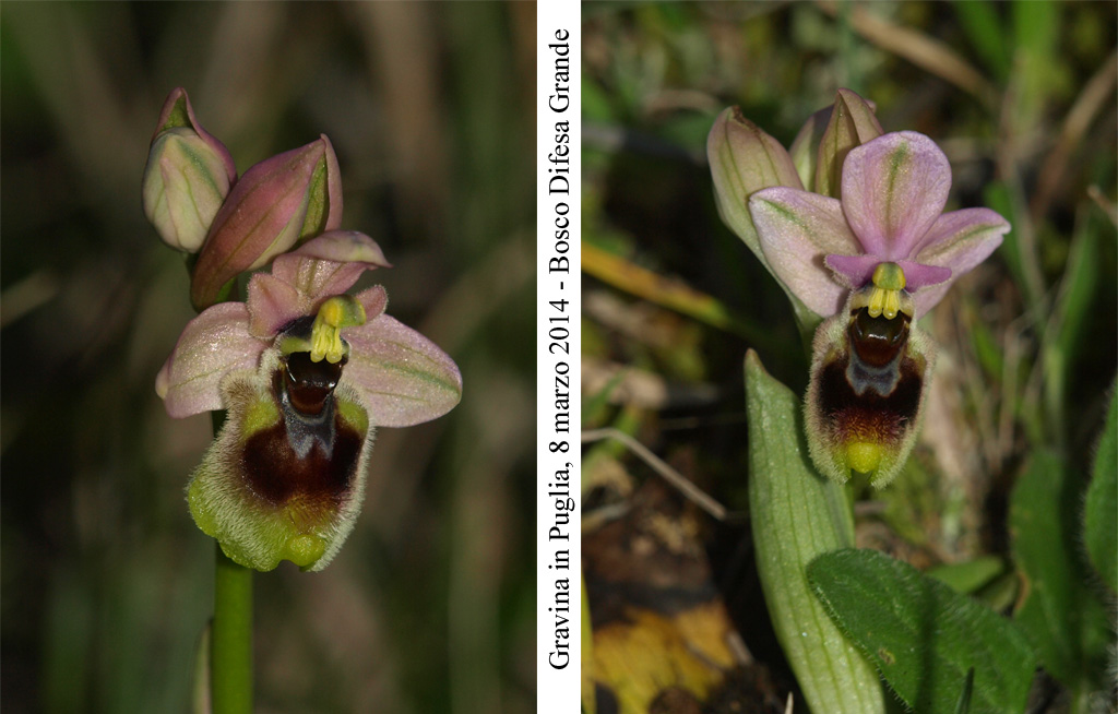 Ophrys-tenthredinifera-2.jpg