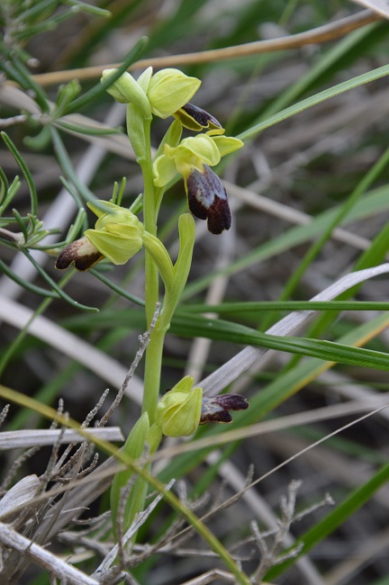 o.fusca spiga 1.jpg