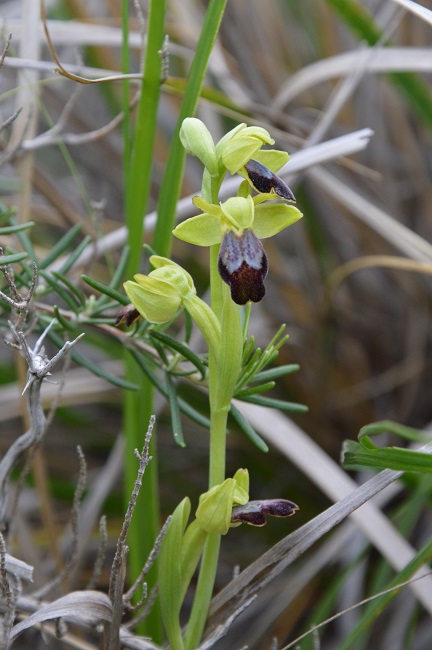 o.fusca spiga.jpg