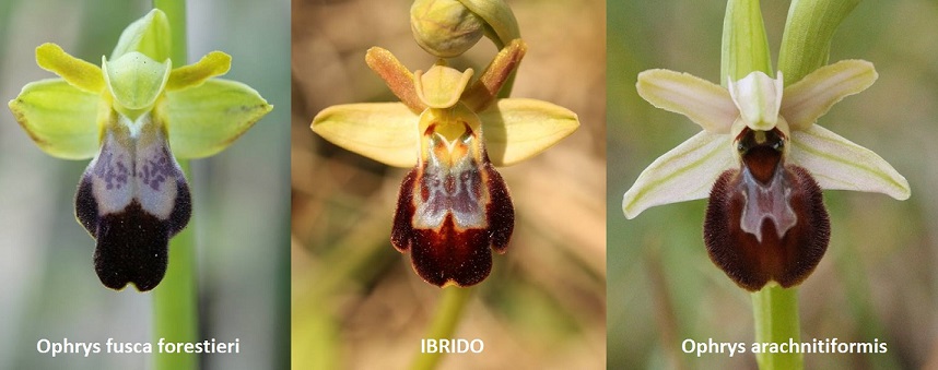 Ibrido.jpg