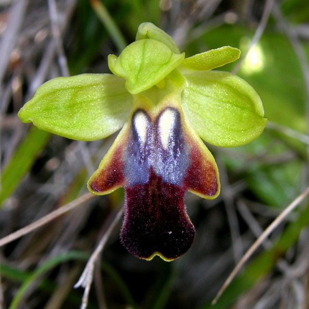 miele 14.3.2012 - Copia.jpg