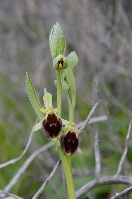 crabronifera verde.jpg
